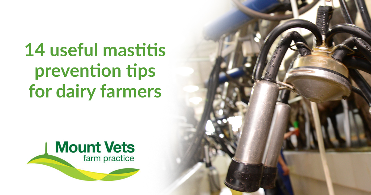 How To Manage AND Prevent Mastitis